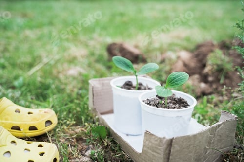 Preview: Spring season planting of seedlings, small green sprouts of vegetables, zucchini in ground, soil, la