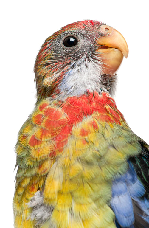 Preview: Close up of a colorful parrot head looking up