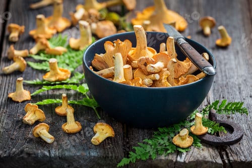 Preview: Edible mushrooms freshly picked from forest. Noble and yellow mushrooms.
