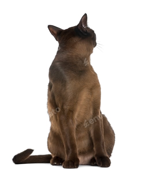 Preview: Bombay cat sitting and looking backwards, isolated on white