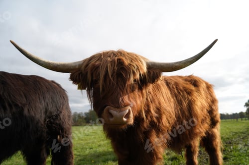 Preview: Closeup of a highland cow standing in the middle of the field on a sunny day