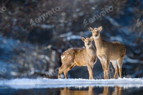Preview: Two roe deers in the winter forest. Animal in natural habitat
