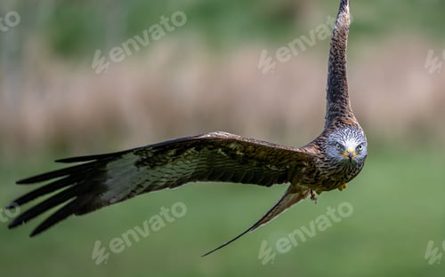 Preview: Close-up shot of a red kite in flight with a blurred green background