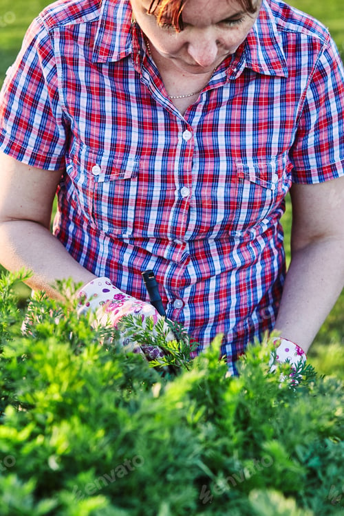 Preview: Woman working in a home garden in the backyard, picking the vegetables and put to wooden box