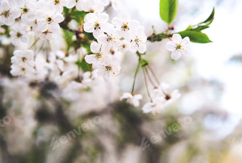 Preview: Blossomed cherry flowers. Spring natural background