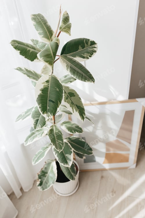 Preview: Variegated rubber tree plant, variegata Ficus elastica. House plants indoor, Big indoor plants