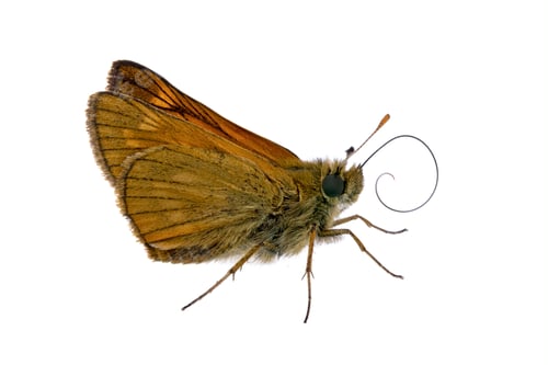 Preview: Brown butterfly