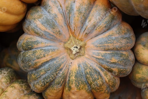 Preview: Textured pumpkins at the autumn fair close-up