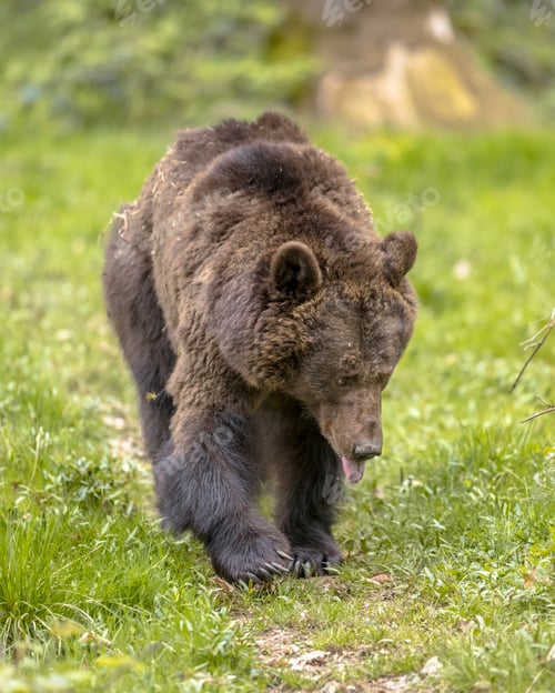 Preview: European brown bear foraging in forest habitat visible tongue
