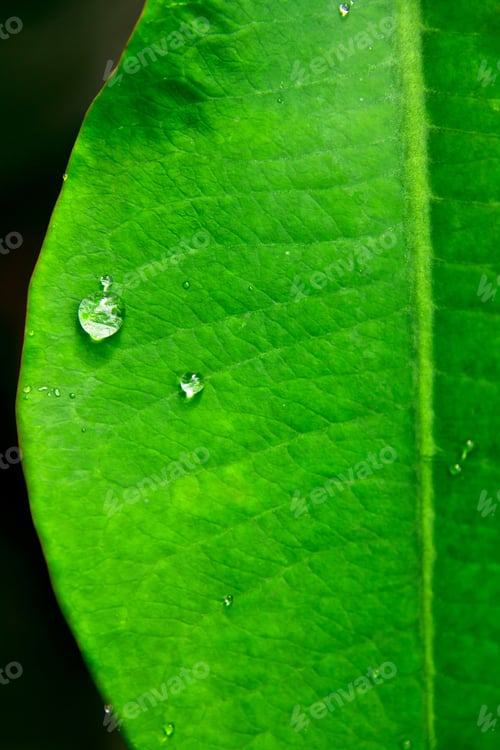 Preview: Green leaf with water drops