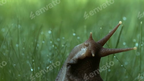 Preview: Macro view of a wet snail crawling among grass with drops of rain. Creative. Morning dew on stems