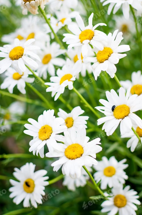 Preview: Field blossom Chamomiles meadow of the daisy family, Summer photos of flowers. selective focus