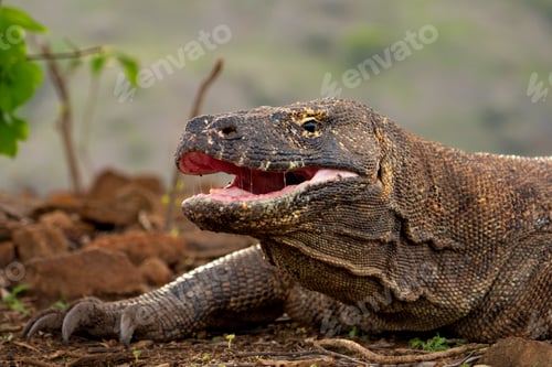 Preview: A Komodo dragon moves slowly