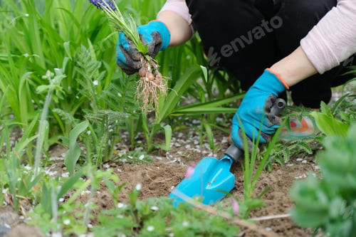 Preview: Spring work in garden, woman hands in gloves with garden tools