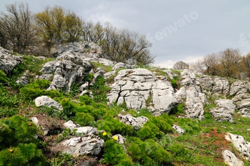 Preview: Meadow with green grass strewn stones and boulders
