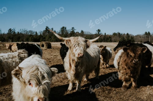 Preview: Curious Highland Cows