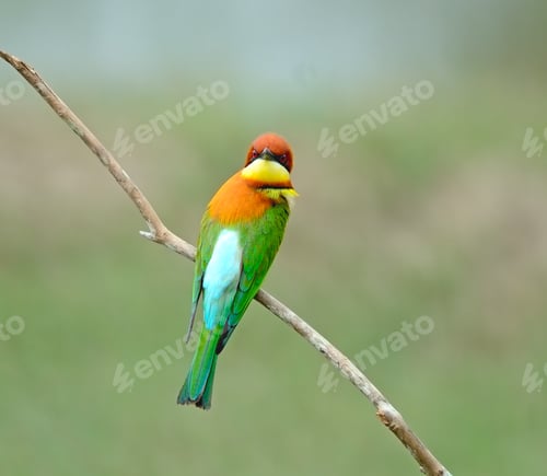 Preview: Chestnut-headed Bee-eater