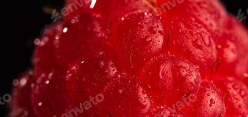 Preview: One fresh raspberry closeup on a black background isolated