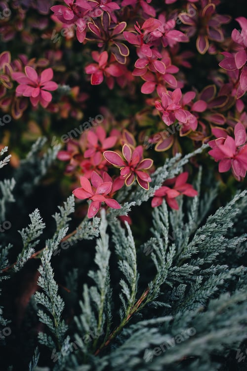 Preview: Green-pink leaves of autumn bushes
