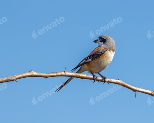 Preview: Bay-backed shrike (Lanius vittatus) perched on a tree