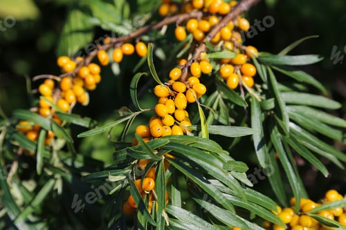 Preview: Branch of sea buckthorn berries
