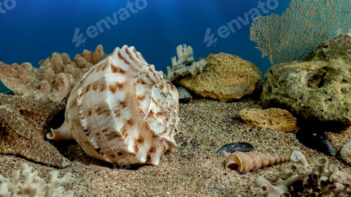 Preview: Cassis Cornuta Shell on the sand underwater