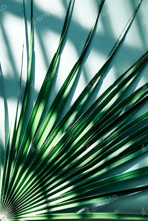 Preview: Palm leaf near the wall with window natural diagonal shadows.