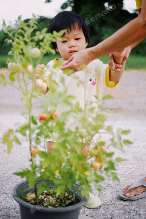 Preview: Tomato picking