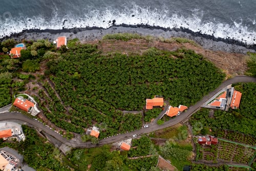 Preview: Scenery of banana plantation near sea