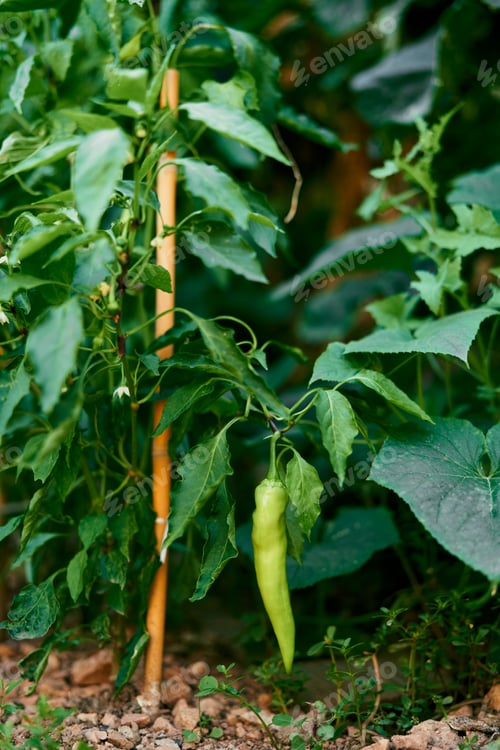 Preview: Green pepper grows on a bush above the ground