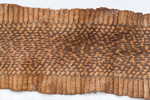 Preview: Part of the skin of a snake