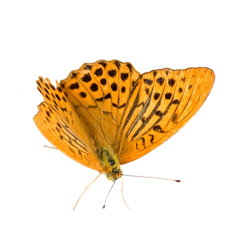 Preview: Silver Washed Fritillary Butterfly