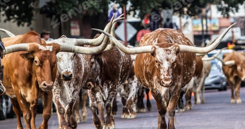 Preview: Selective focus shot of longhorns walking in the street