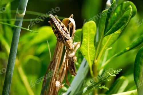 Preview: Two cicadas want to contact