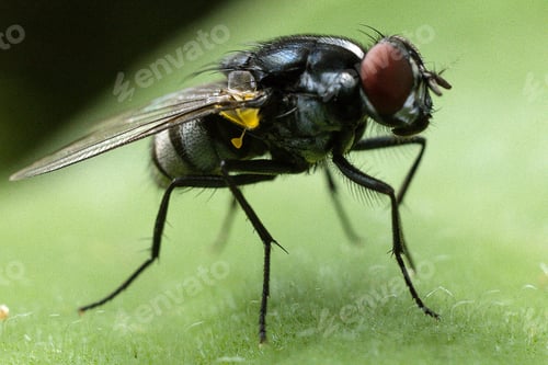 Preview: Small insects macro details texture kenya east africa