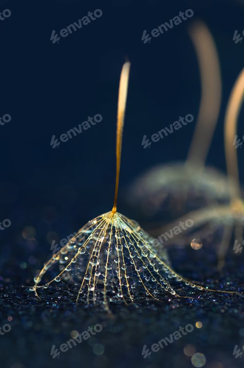 Preview: Dandelion fluffs in drops of water on a dark background close-up, bokeh, abstract.