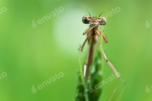 Preview: Marco photo of a dragonfly