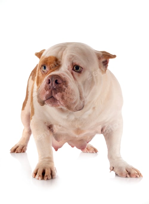 Preview: american bully in studio