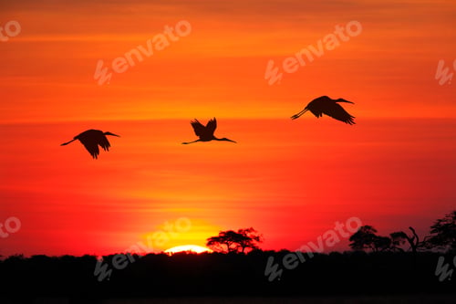 Preview: Yellow-billed Storks at sunset in the Okavango Delta in Botswana