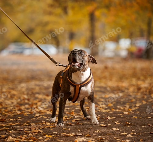 Preview: American Pit Bull Terrier dog on a leash stands in the autumn park and looks ahead