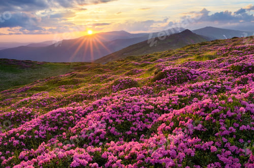 Preview: Fields of flowers in the mountains