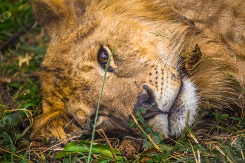 Preview: A young lion sleeping with one eye open at the Nairobi Orphanage, Kenya