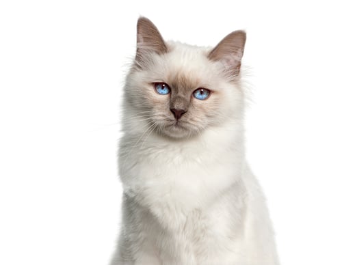 Preview: Birman cat kitten sitting and staring with blue eyes on white background