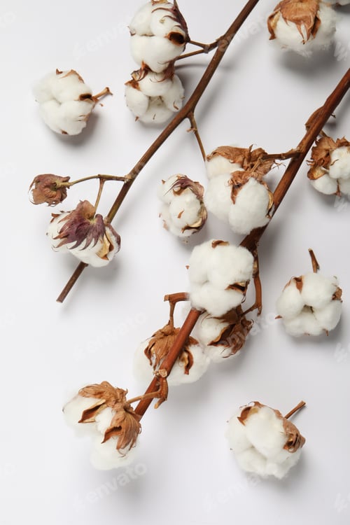 Preview: Dried cotton branches with fluffy flowers on white background, flat lay