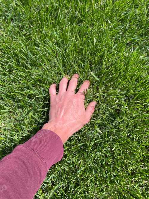 Preview: Thick lawn grasses