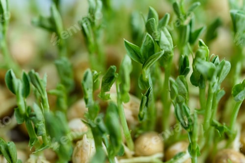 Preview: microgreen Foliage Background. pea leaf. sprout vegetables germinated from high quality organic