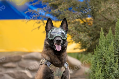 Preview: Dog armor. Dog in a bulletproof vest. Belgian Shepherd Malinois dog in front of a Ukrainian flag.