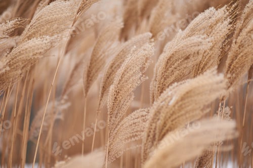 Preview: Dried stalks of reeds against the background of winter.