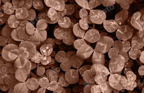 Preview: Mocha Mousse, Color of the Year 2025. Clover leaves with water drops from rain or morning dew.