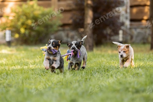 Preview: Australian cattle dog puppy outdoor. Blue and red heeler dog breed. Puppies on the backyard. Dog lit